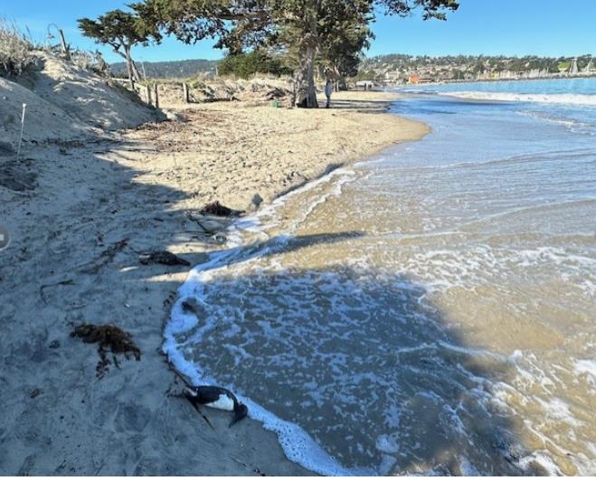 1 La Playa Street Monterey, CA 93940 - Photo 16 of 17 a view of ocean view with beach