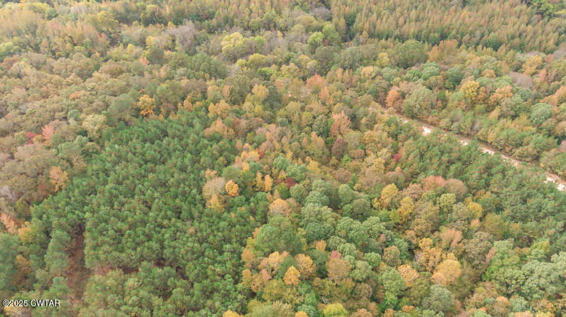 190 Pine Tree Drive Parsons, TN 38363 - Photo 43 of 56 a close up of a plant