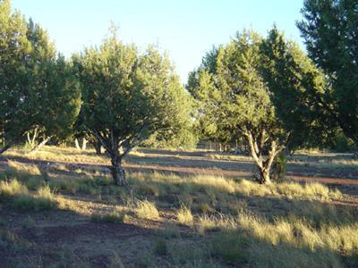 3253 Hillside Road Williams, AZ 86046 - Photo 7 of 15 Additional Photo