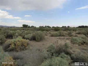 a view of a dry yard with green space