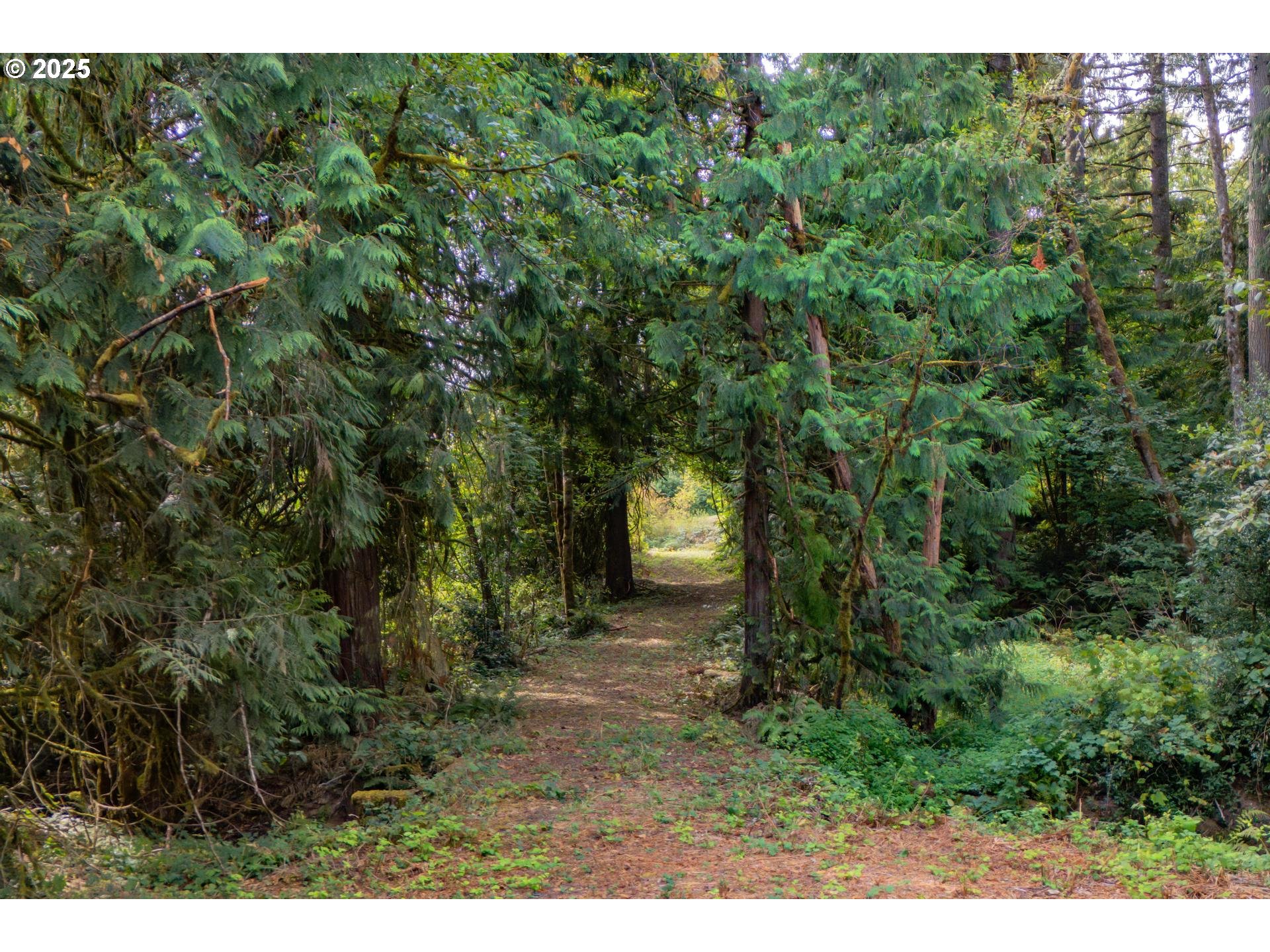 Bennet Road Warren, OR 97053 - Photo 21 of 22 a view of a forest