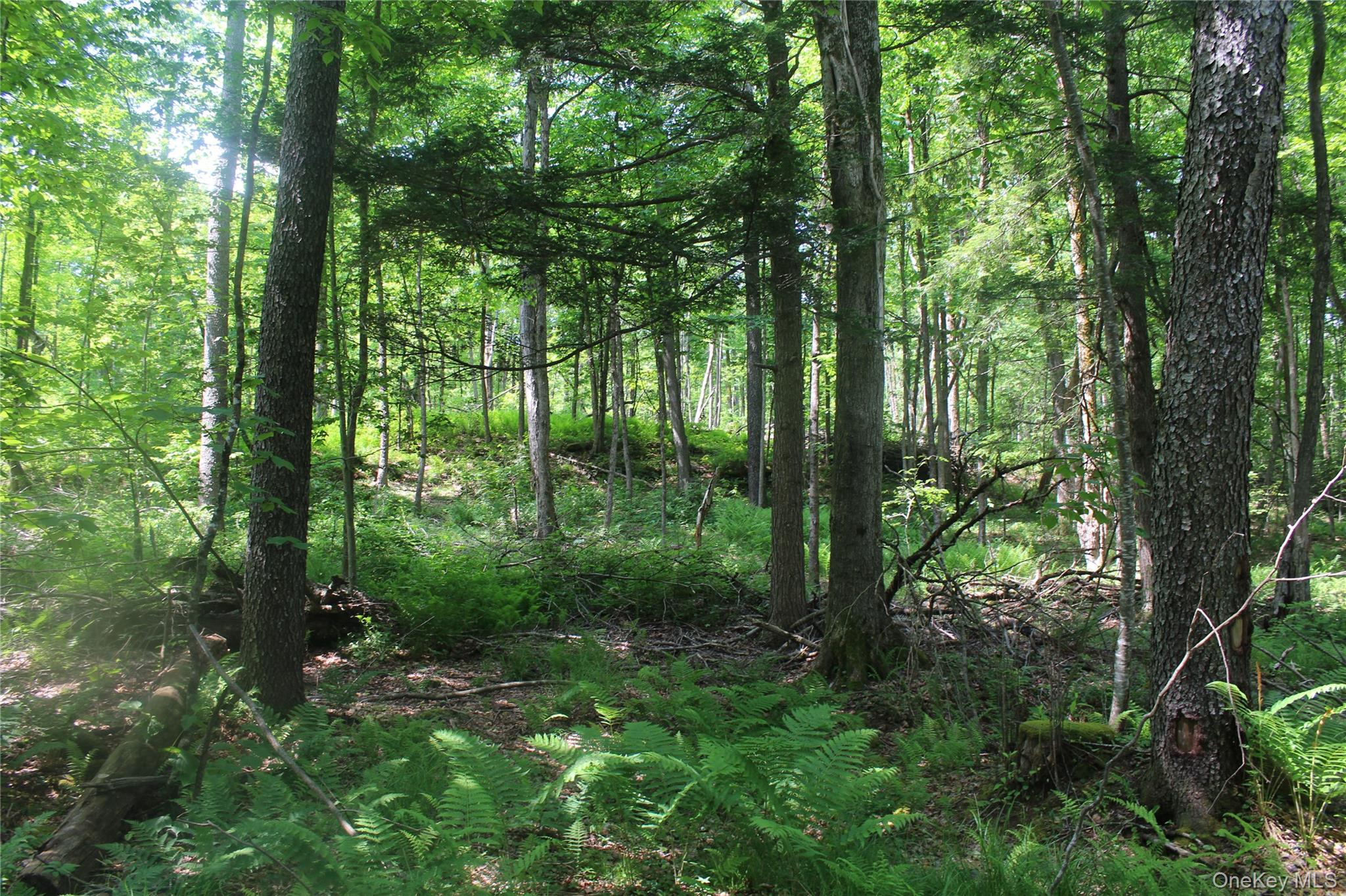 624 County Road Fremont Center, NY 12736 - Photo 15 of 40 Wooded lot featuring mature trees and lush undergrowth