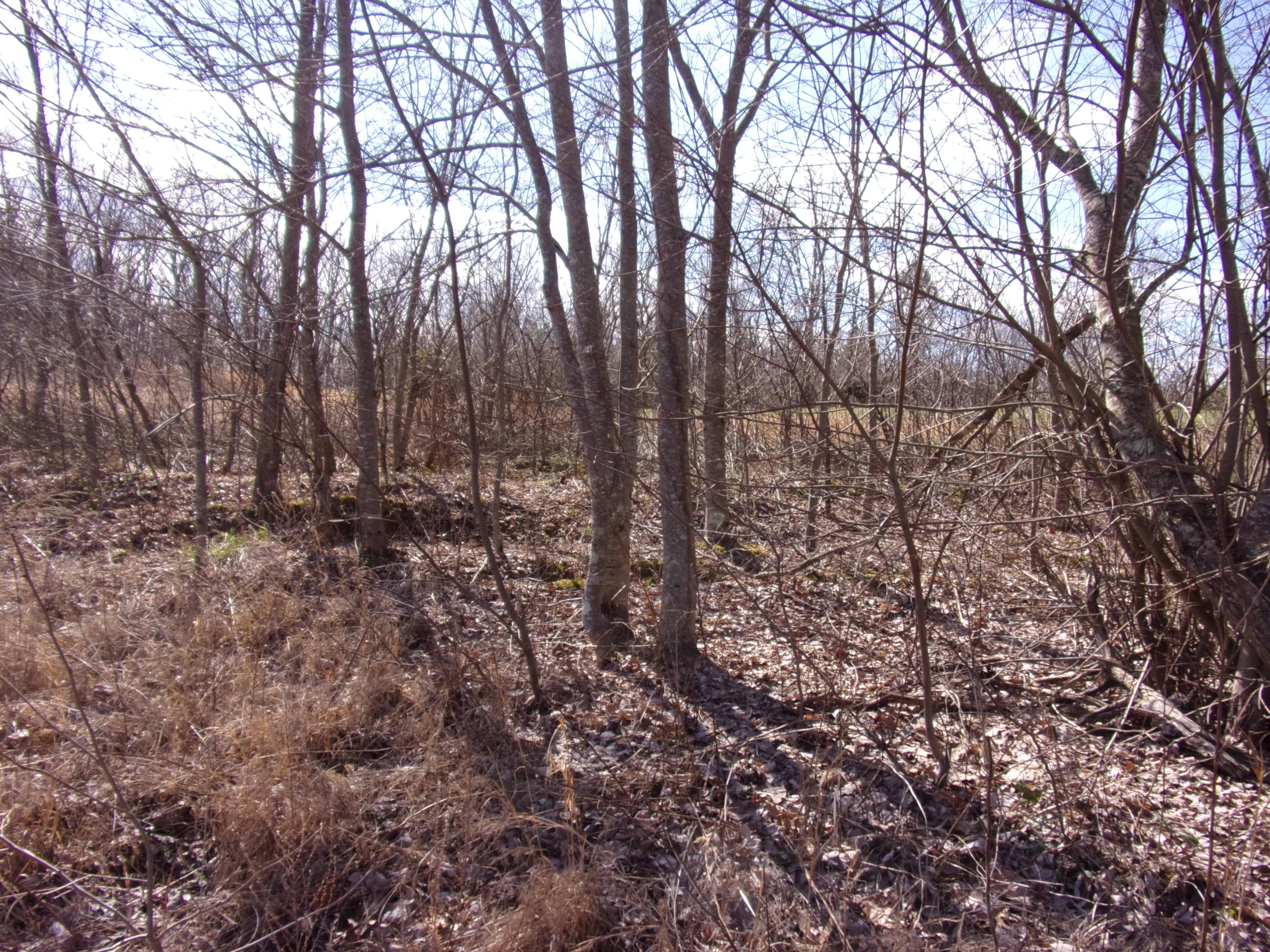 4 Brewer Road, Unit 4 Pikeville, TN 37367 - Photo 14 of 18 101_2491