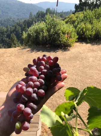 $2,199,000 | 19801 Kelly Road, Geyserville, CA 95441