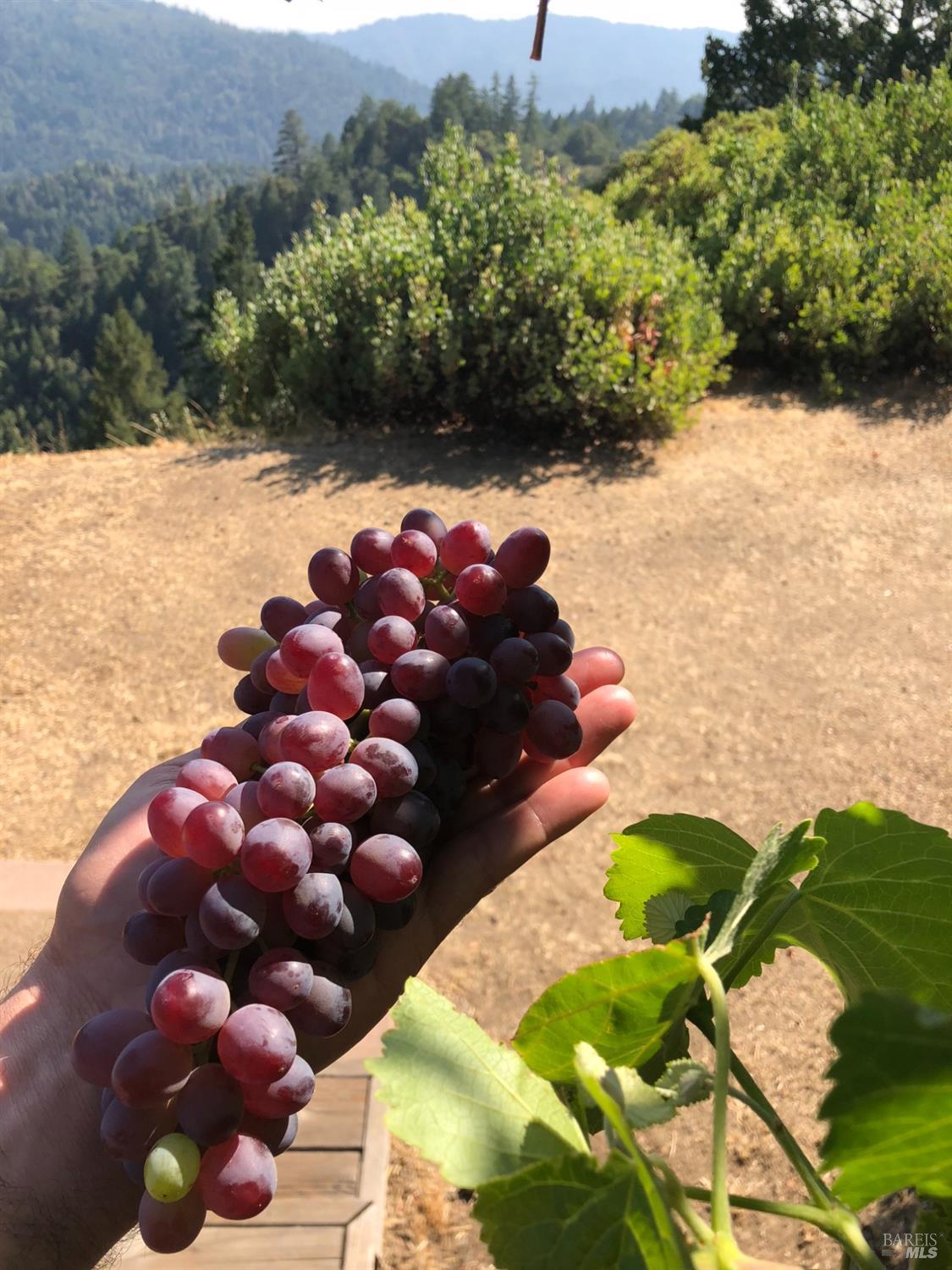 19801 Kelly Road Geyserville, CA 95441 - Photo 12 of 84 Grapes grown previously on property, photo provided by Seller