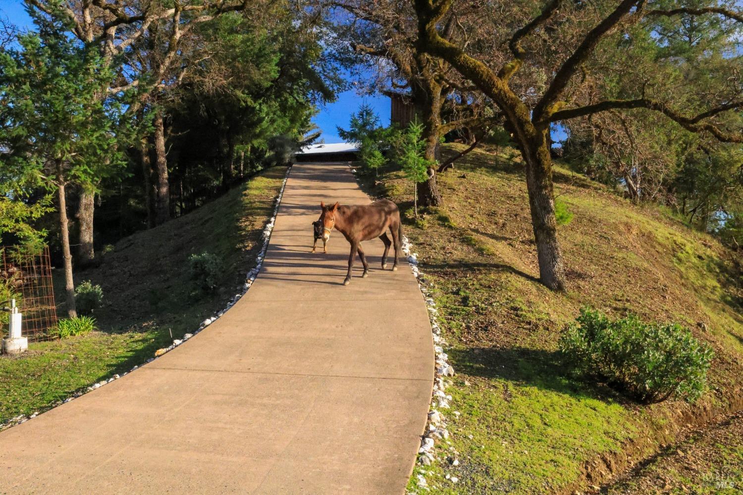 19801 Kelly Road Geyserville, CA 95441 - Photo 19 of 84