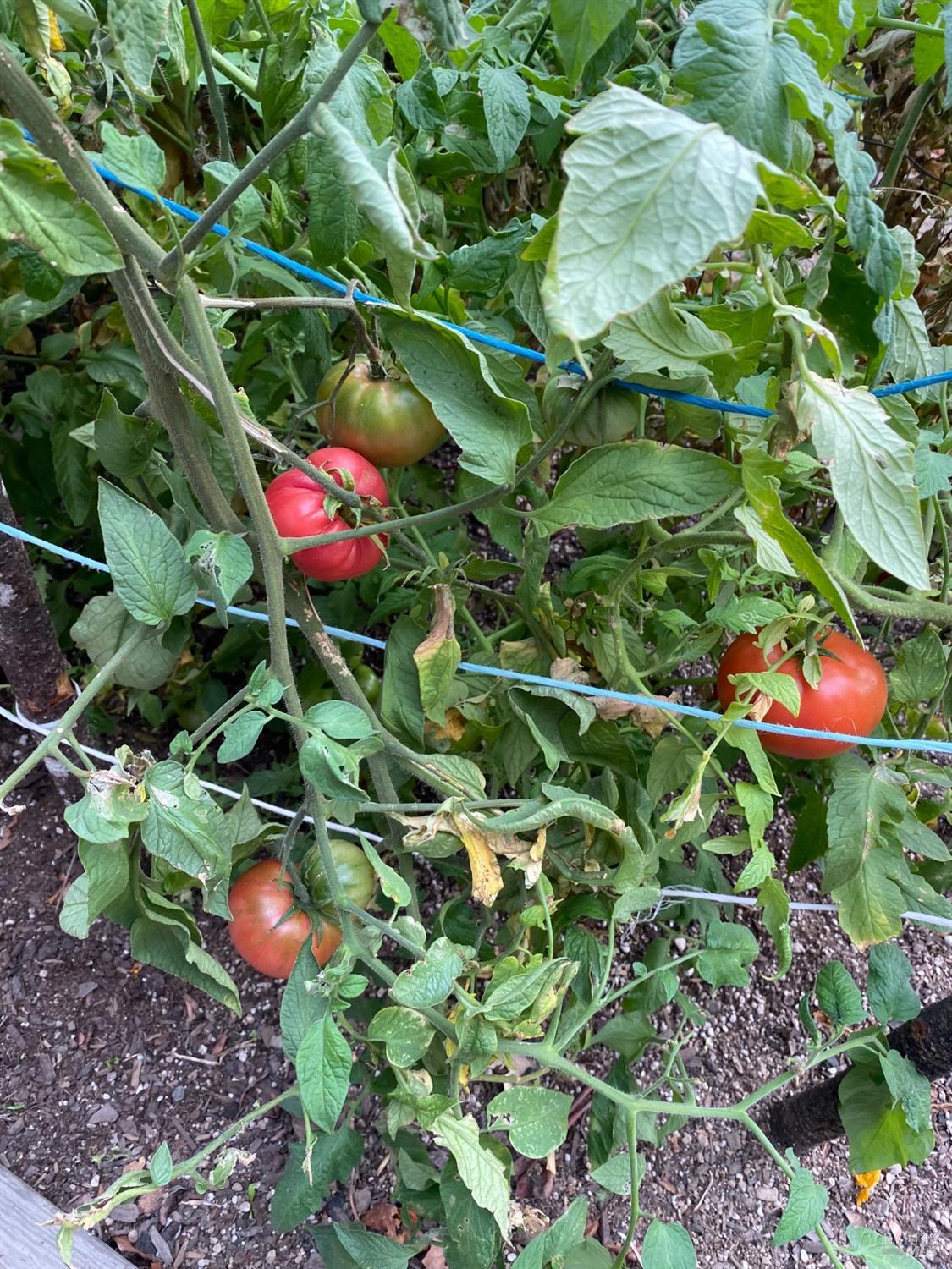 19801 Kelly Road Geyserville, CA 95441 - Photo 74 of 84