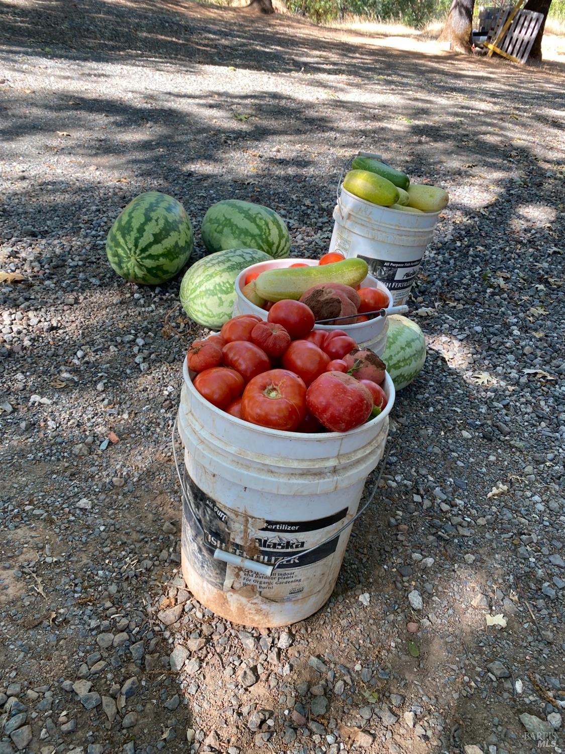 19801 Kelly Road Geyserville, CA 95441 - Photo 76 of 84 Various fruits and vegetables grown previously on property, photo provided by Seller