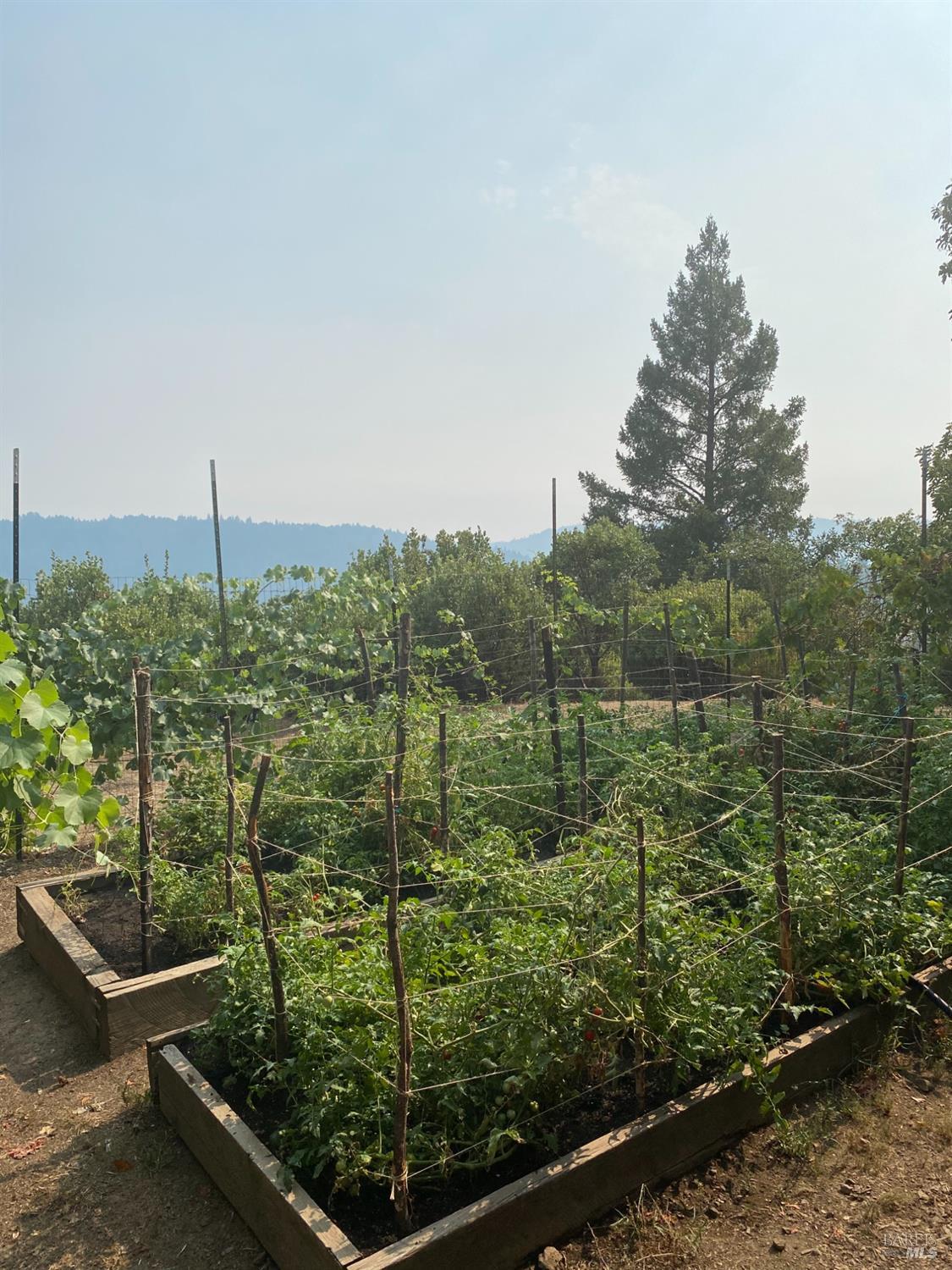 19801 Kelly Road Geyserville, CA 95441 - Photo 78 of 84 Garden. Photo provided by Seller.