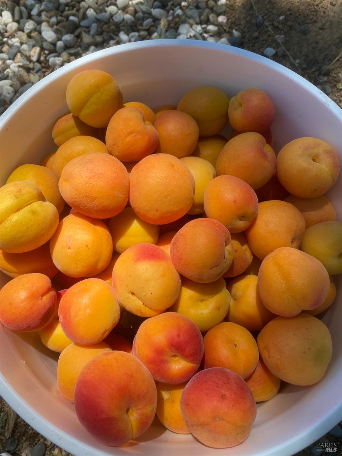 19801 Kelly Road Geyserville, CA 95441 - Photo 80 of 84 Apricots grown previously on property, photo provided by Seller