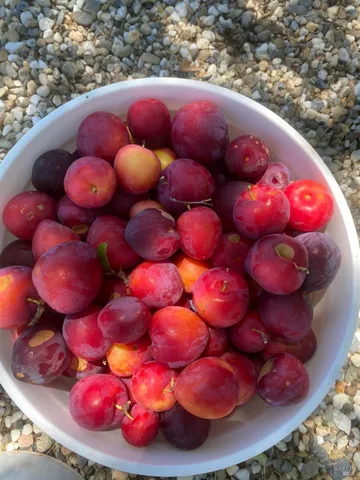 $2,199,000 | 19801 Kelly Road, Geyserville, CA 95441