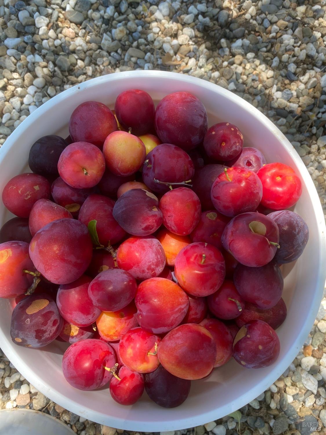 19801 Kelly Road Geyserville, CA 95441 - Photo 83 of 84 Plums grown previously on property, photo provided by Seller