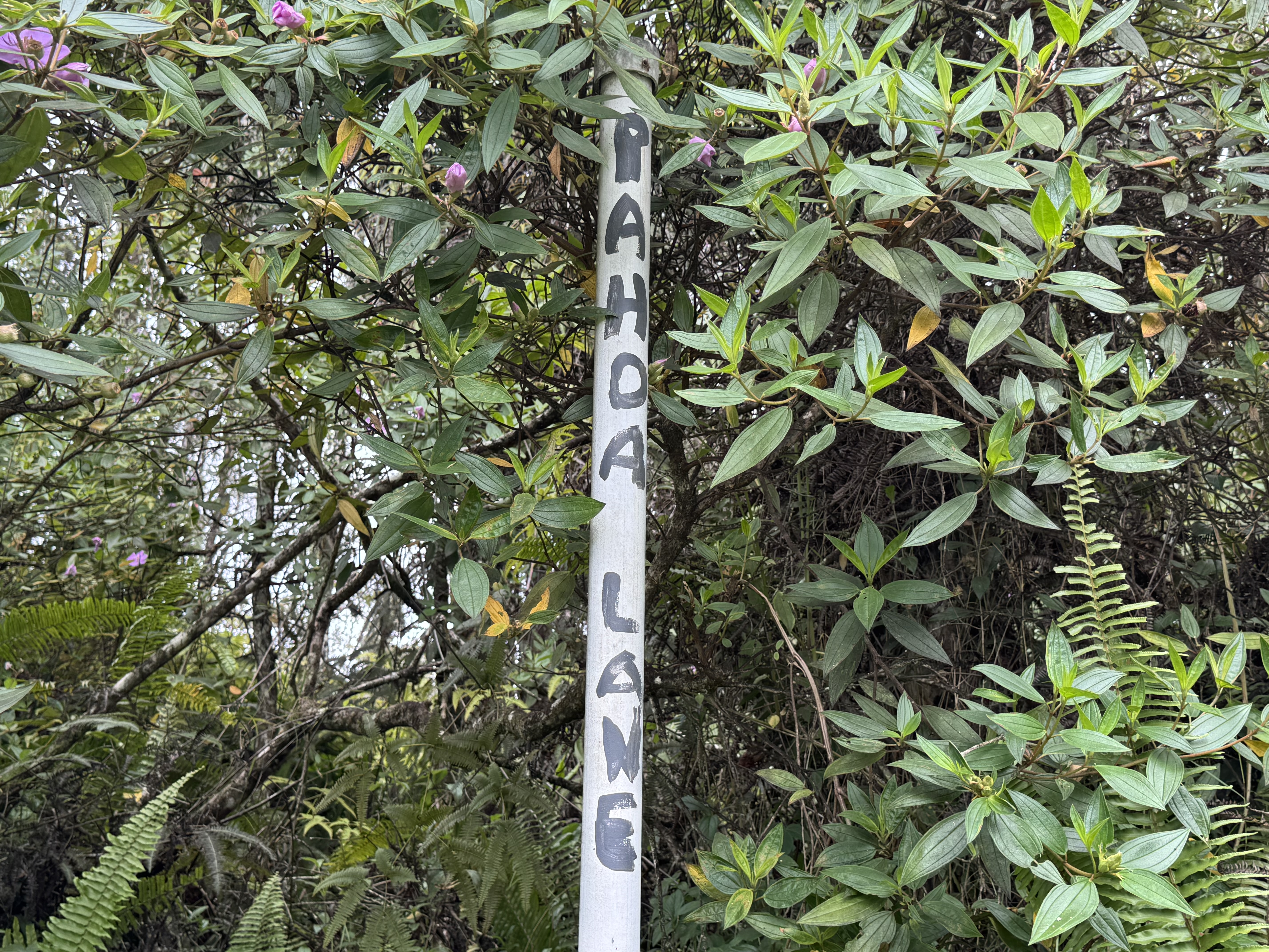 236 Pahoa Road Pahoa, HI 96778 - Photo 3 of 8