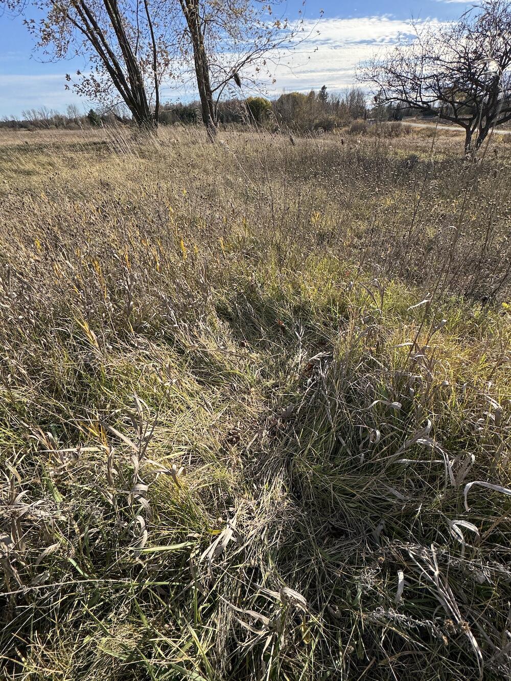 409 South Morrison Road West Branch, MI 48661 - Photo 24 of 27 IMG_7128