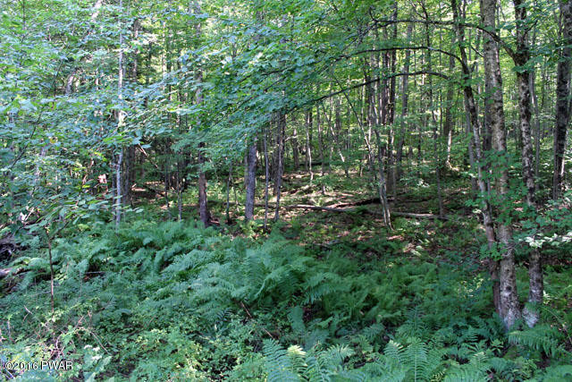 652 Galilee Road Damascus, PA 18415 - Photo 25 of 30 Wooded land