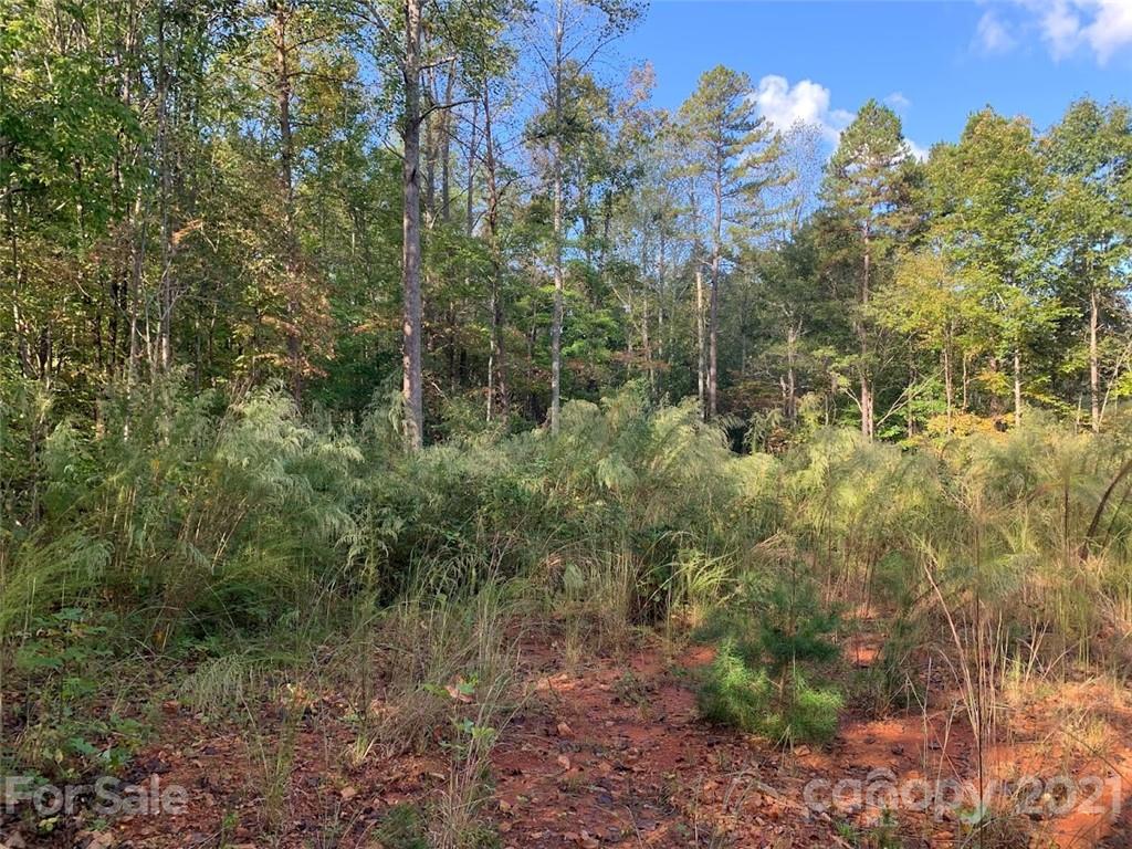 0 Bees Br Road Blacksburg, SC 29702 - Photo 5 of 12 a view of a forest with a yard