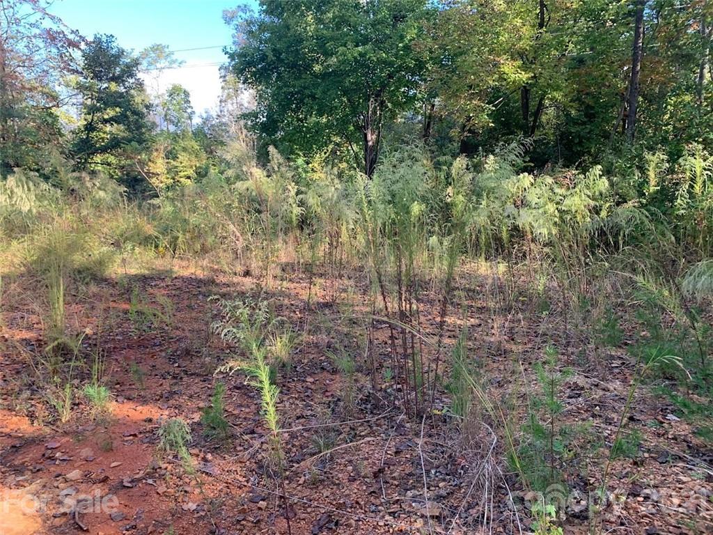 0 Bees Br Road Blacksburg, SC 29702 - Photo 6 of 12 a view of a forest with trees