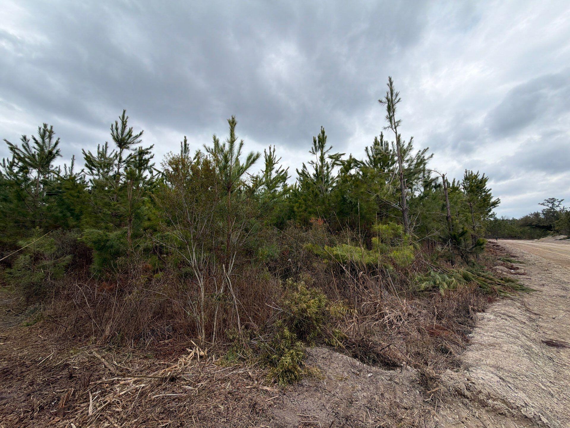 5 Brunson Teal Road Patrick, SC 29584 - Photo 21 of 21 5-Feb 11 2026 05_55pm-dkTV