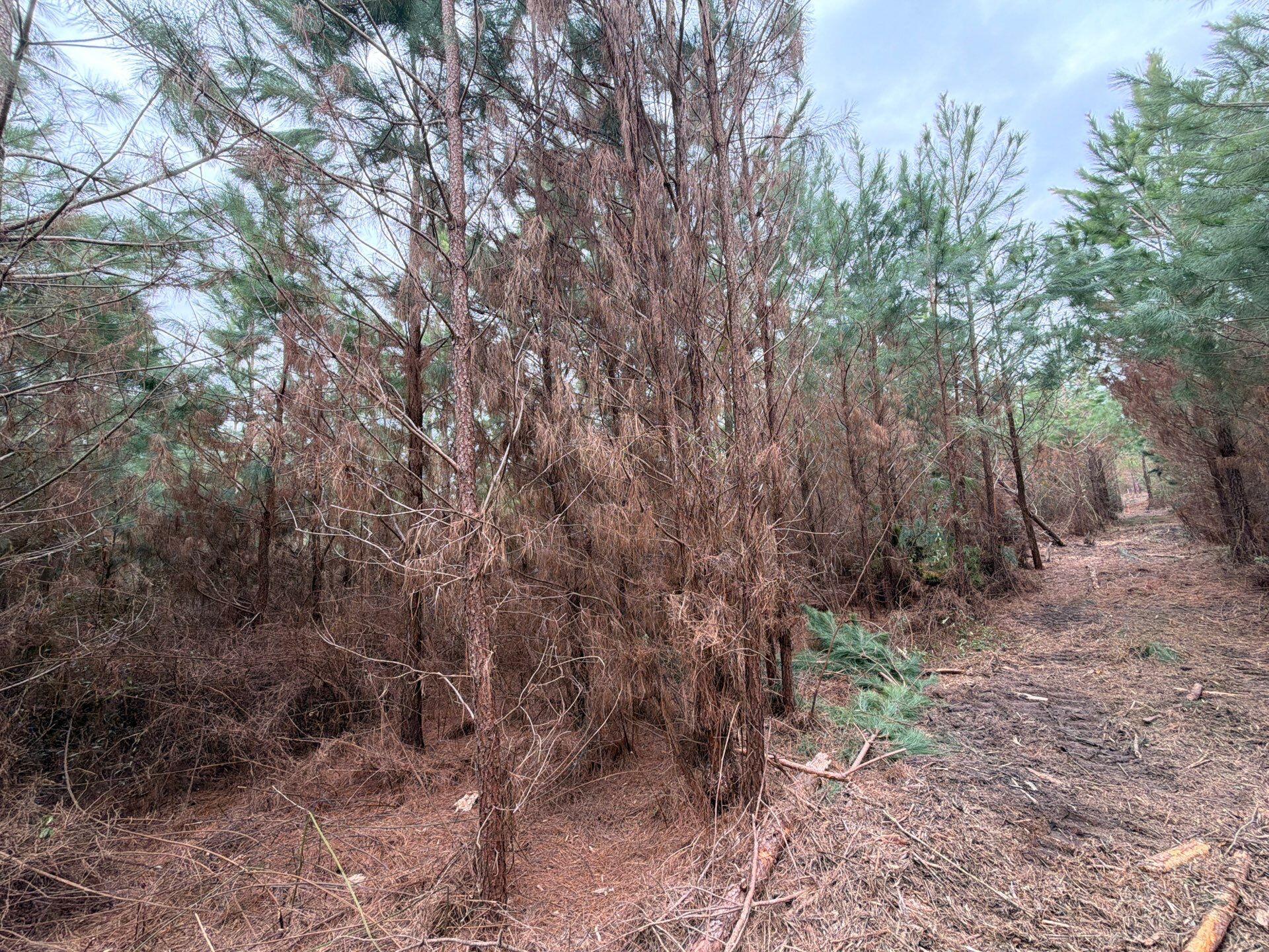 5 Brunson Teal Road Patrick, SC 29584 - Photo 10 of 21 21-Feb 11 2026 06_13pm-s1eb