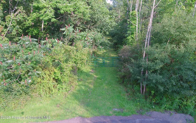 a view of a lush green forest
