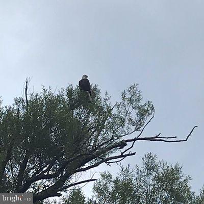 45 Grocery Hill Road Equinunk, PA 18417 - Photo 18 of 24 a picture of trees