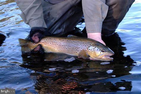 45 Grocery Hill Road Equinunk, PA 18417 - Photo 21 of 24 a close view of stove