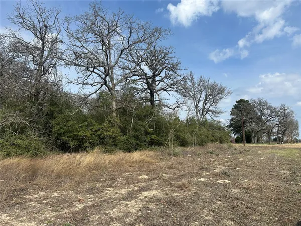 a view of a forest with trees in the background