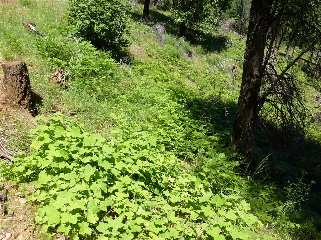 Duncan Creek Road Igo, CA 96047 - Photo 4 of 25 Springs