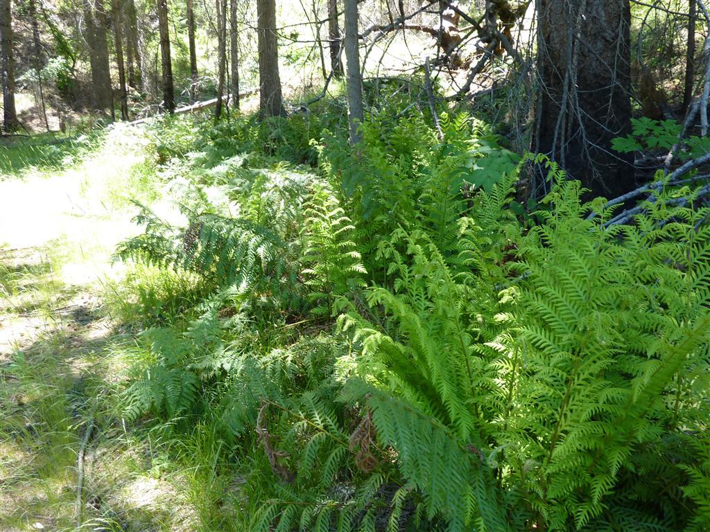 Duncan Creek Road Igo, CA 96047 - Photo 7 of 25 5