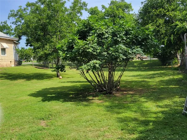 a view of a tree in a yard
