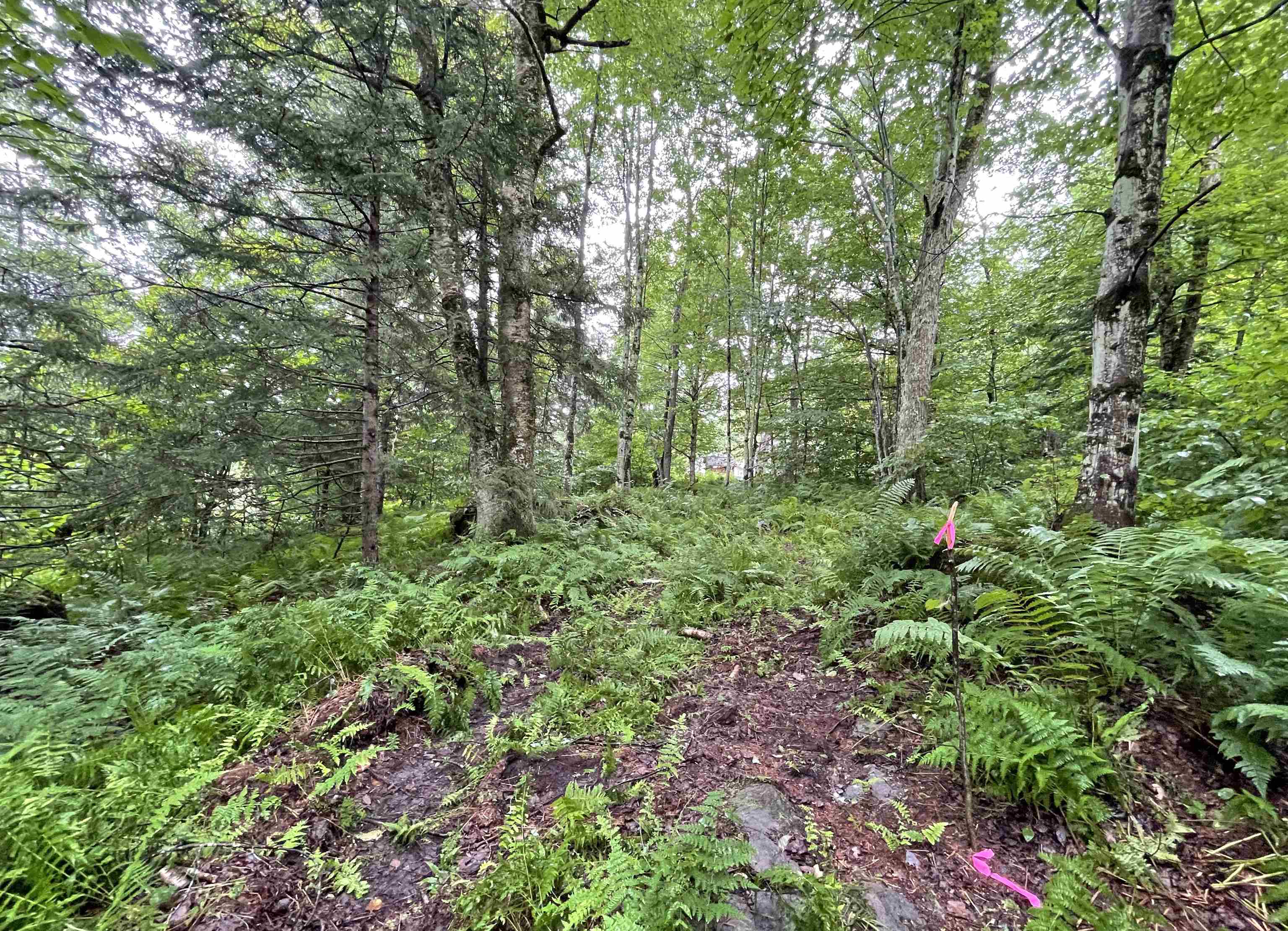 Tbd Moody Road, Unit LOTS 2 & 3 Lincoln, VT 05443 - Photo 8 of 12 Gallery Image 8
