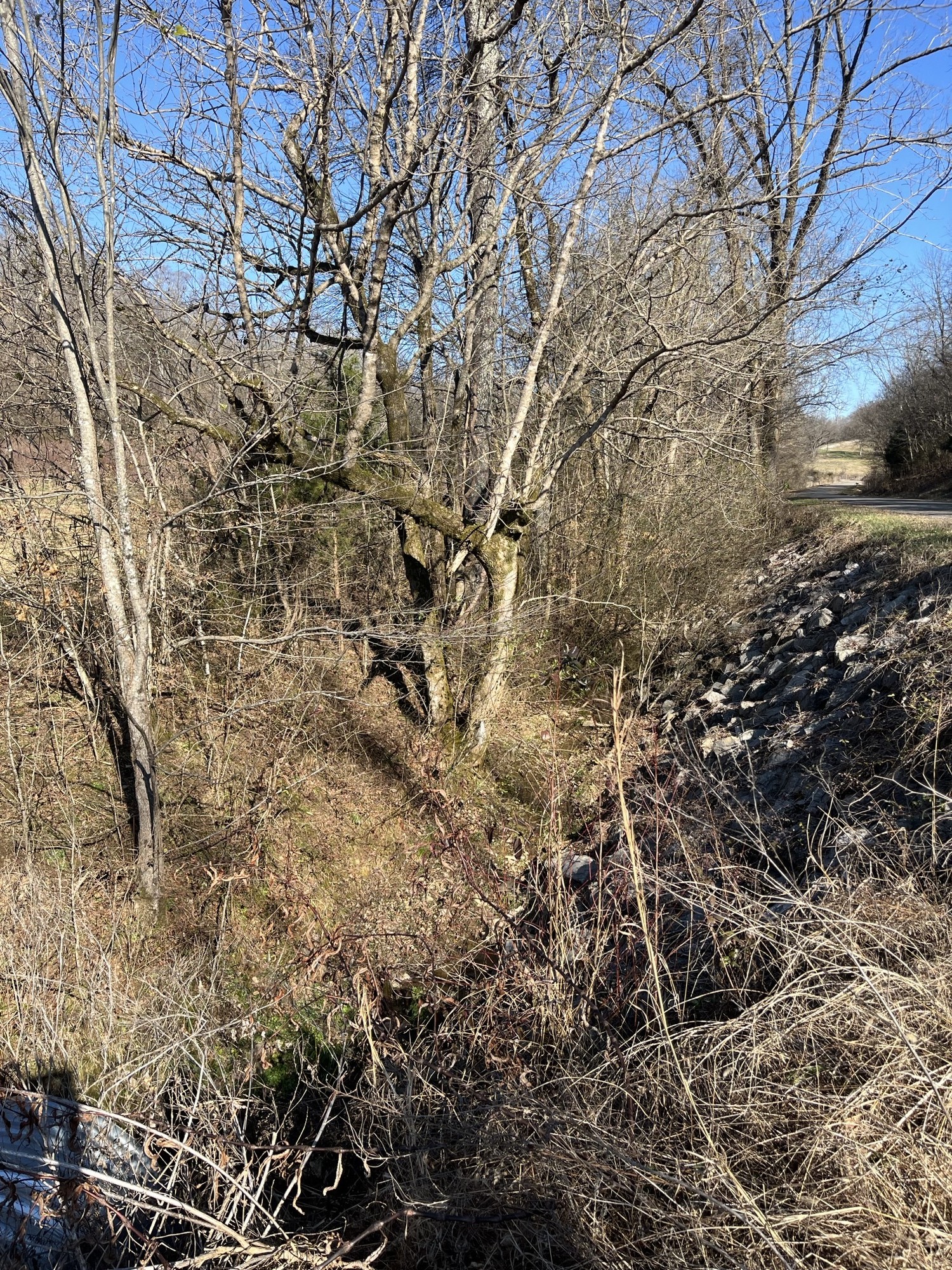 0 Cathcart Road Frankewing, TN 38459 - Photo 19 of 21 a view of a yard