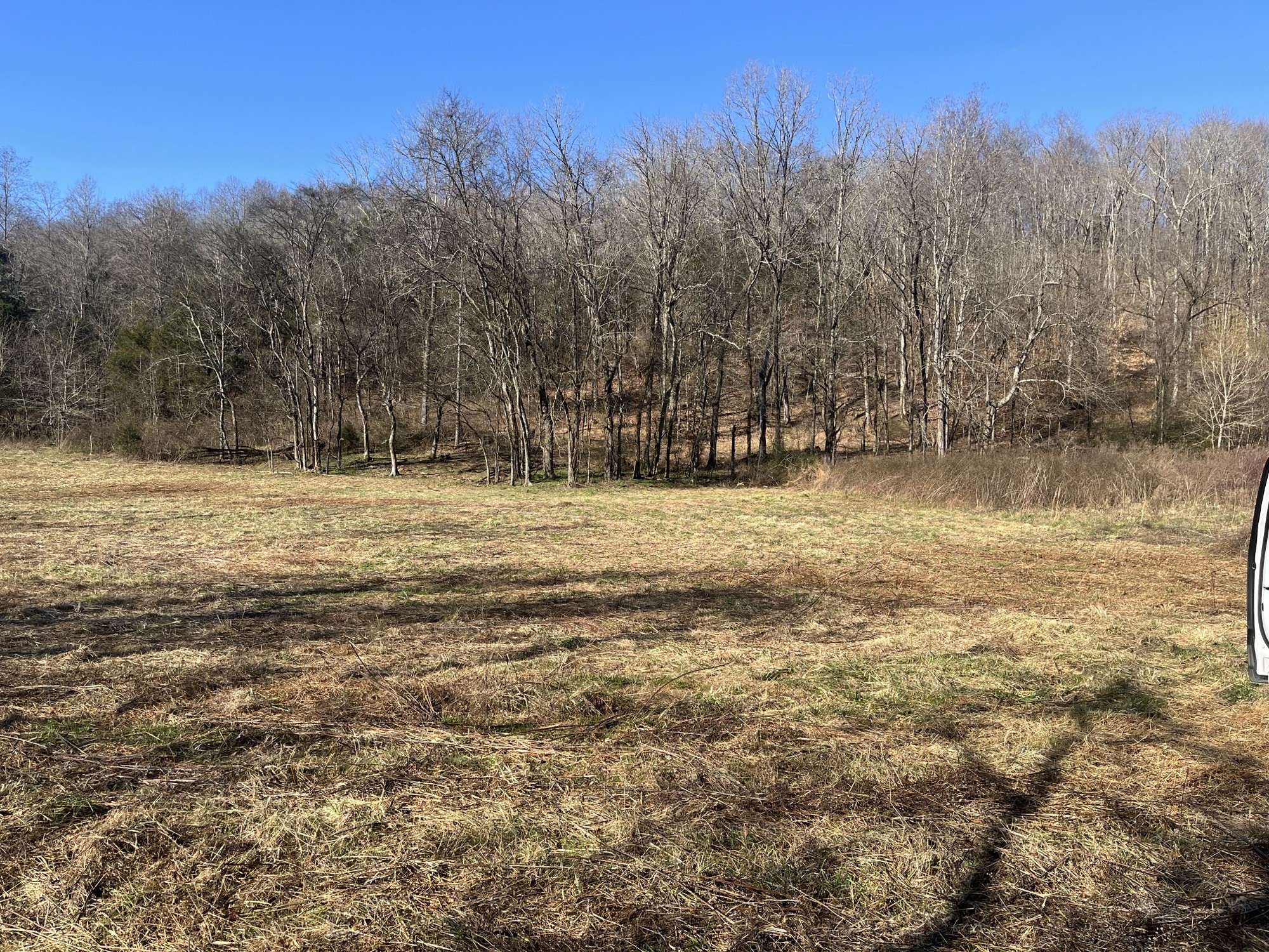0 Cathcart Road Frankewing, TN 38459 - Photo 2 of 21 a view of a yard with a tree