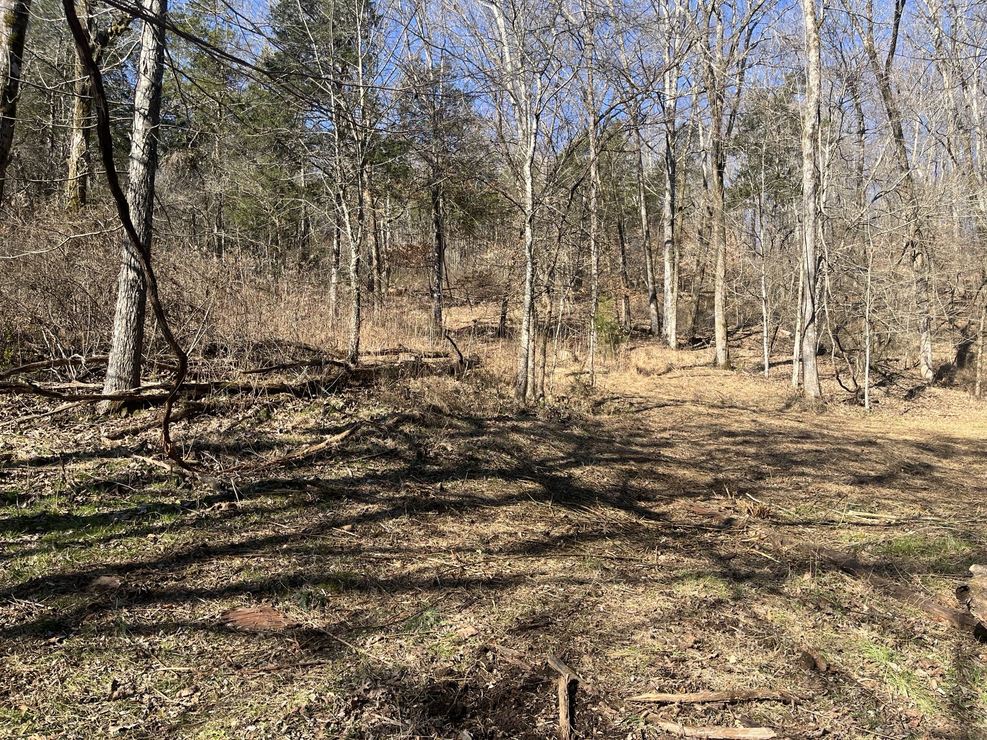 0 Cathcart Road Frankewing, TN 38459 - Photo 3 of 21