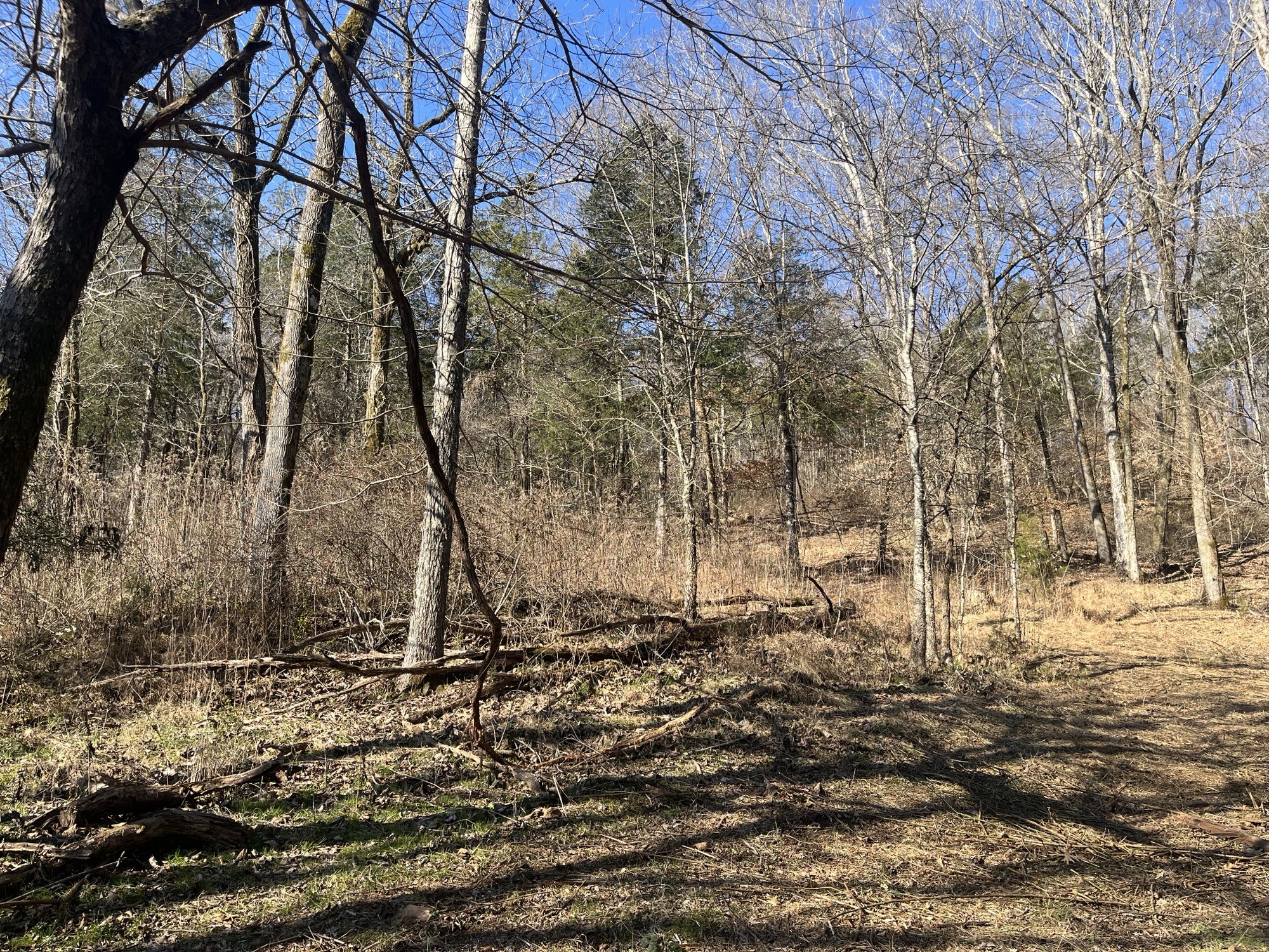 0 Cathcart Road Frankewing, TN 38459 - Photo 4 of 21 a view of covered with snow