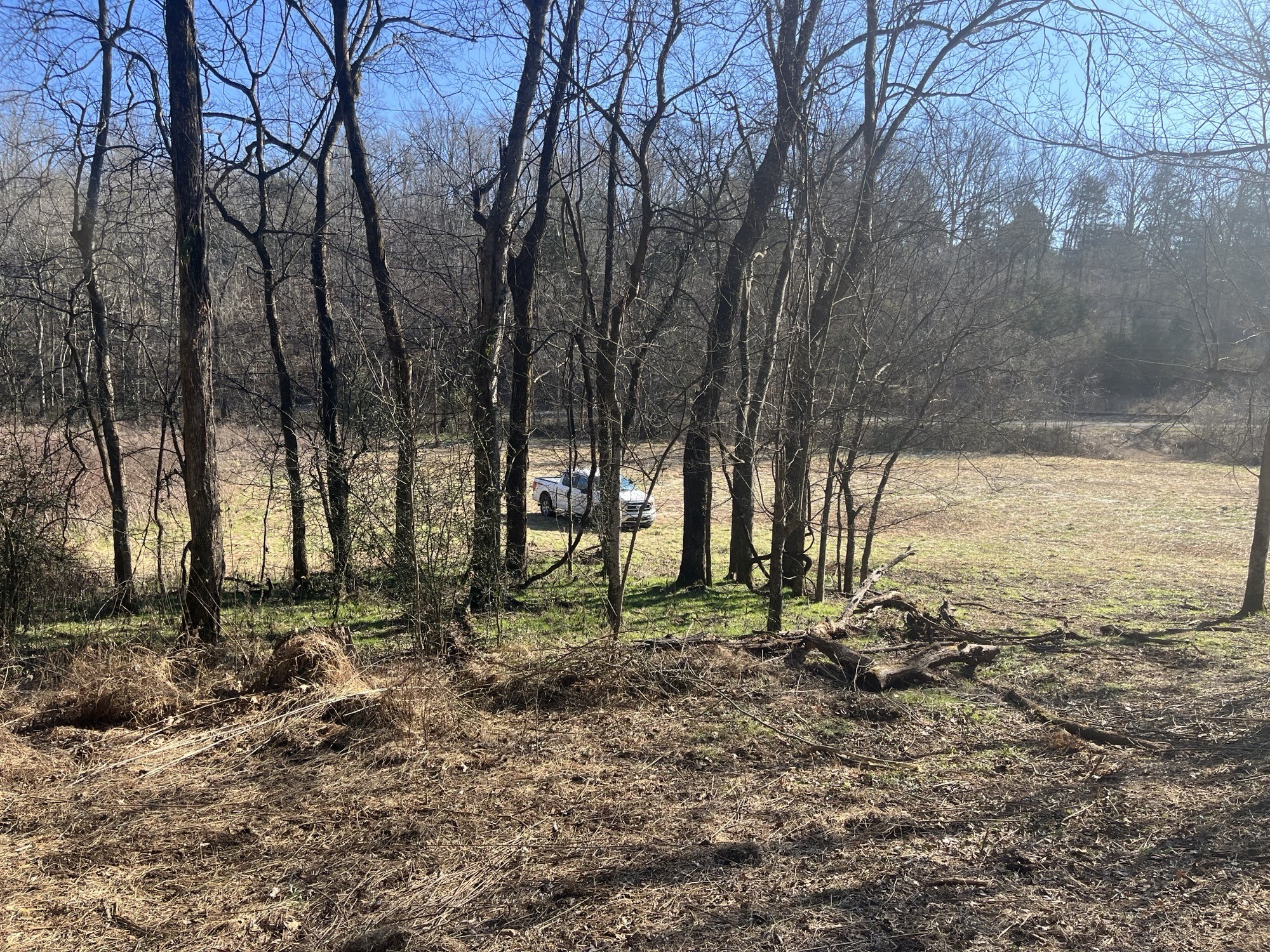 0 Cathcart Road Frankewing, TN 38459 - Photo 6 of 21 a view of a yard with a tree