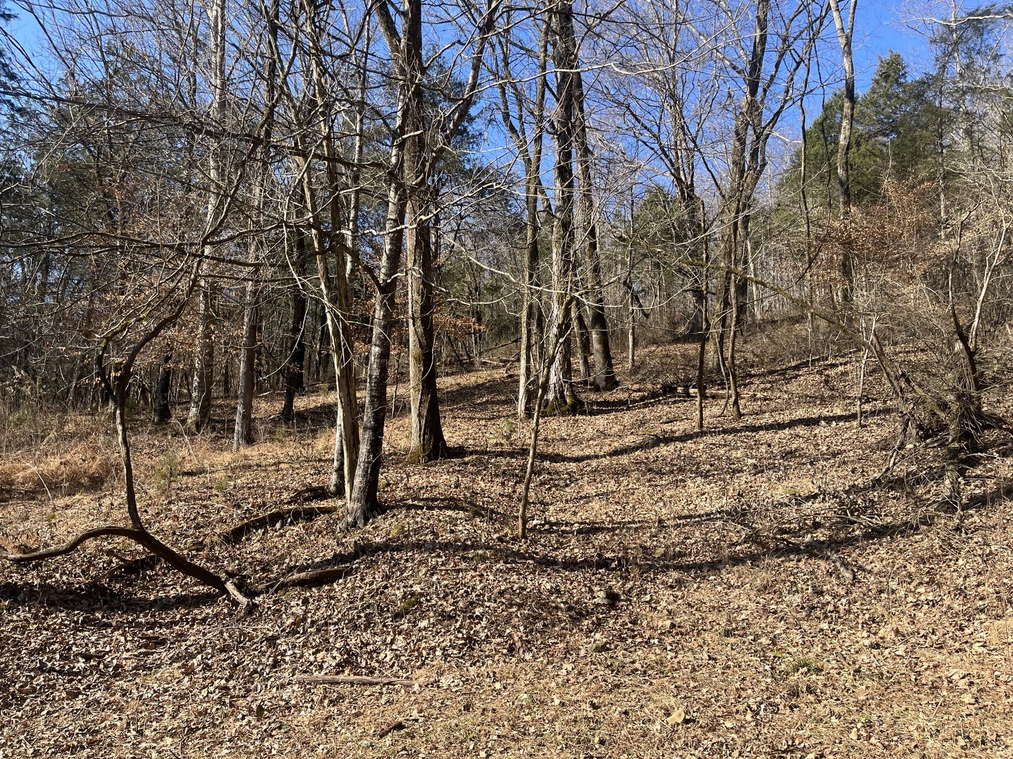 0 Cathcart Road Frankewing, TN 38459 - Photo 8 of 21 a view of house with trees