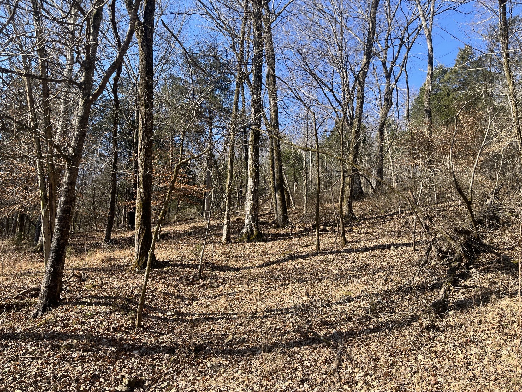 0 Cathcart Road Frankewing, TN 38459 - Photo 9 of 21 a backyard of a house with lots of green space