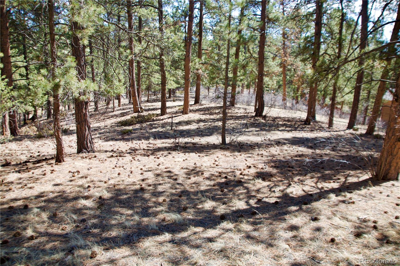 33378 Jenifer Road Pine, CO 80470 - Photo 1 of 20 Gallery Image 1