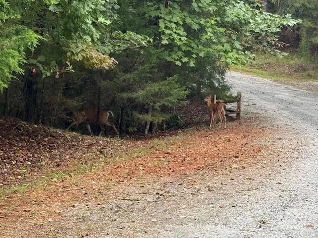 a view of a forest with trees in the background