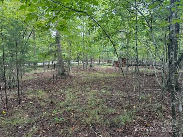 a view of a forest with trees