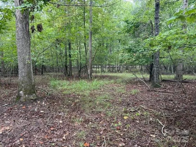 a view of a forest with lots of trees