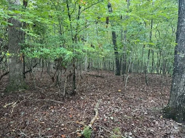 a view of a forest with trees in the background