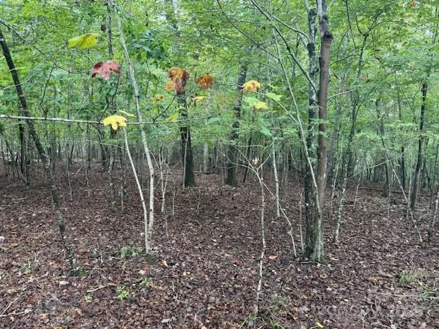 a view of a forest with trees in the background