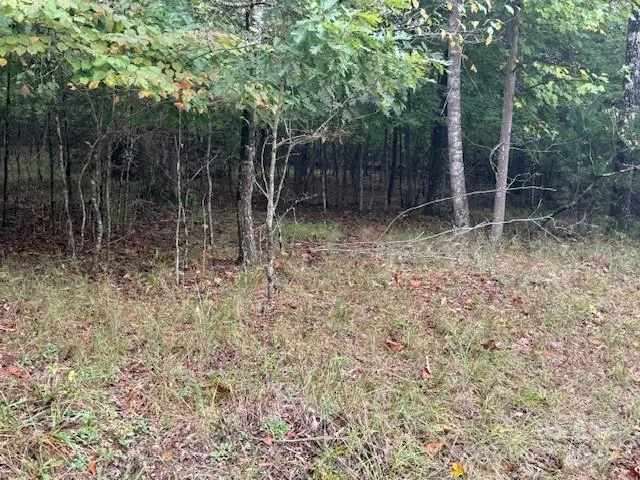 a view of a forest that has large trees
