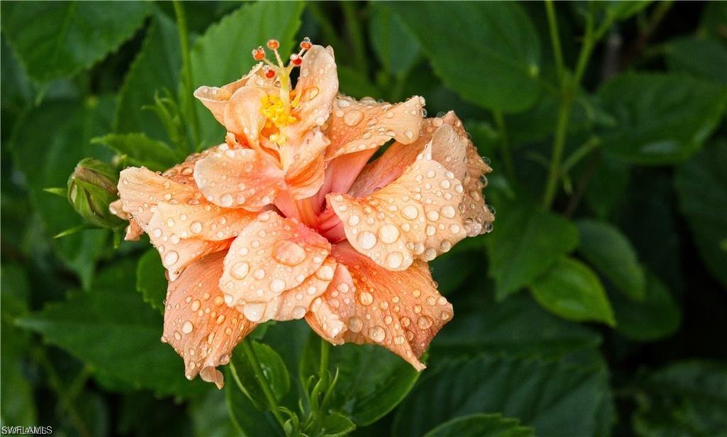 13580 Snook Circle Naples, FL 34114 - Photo 11 of 25