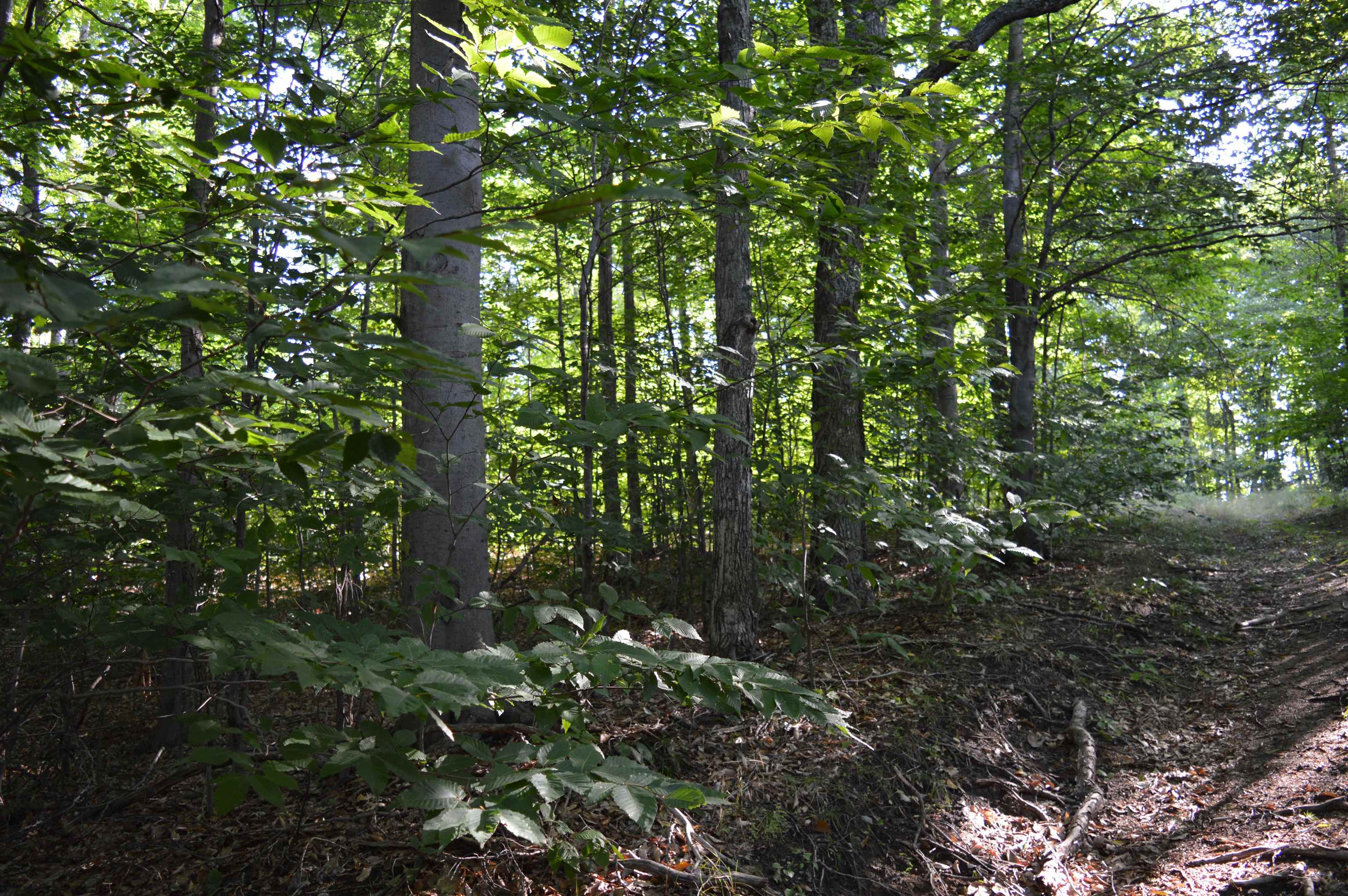 West Leonard Road Mancelona, MI 49659 - Photo 25 of 28 Gallery Image 25