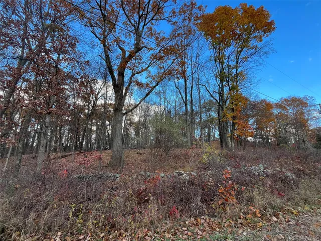 a view of a forest with trees in the background