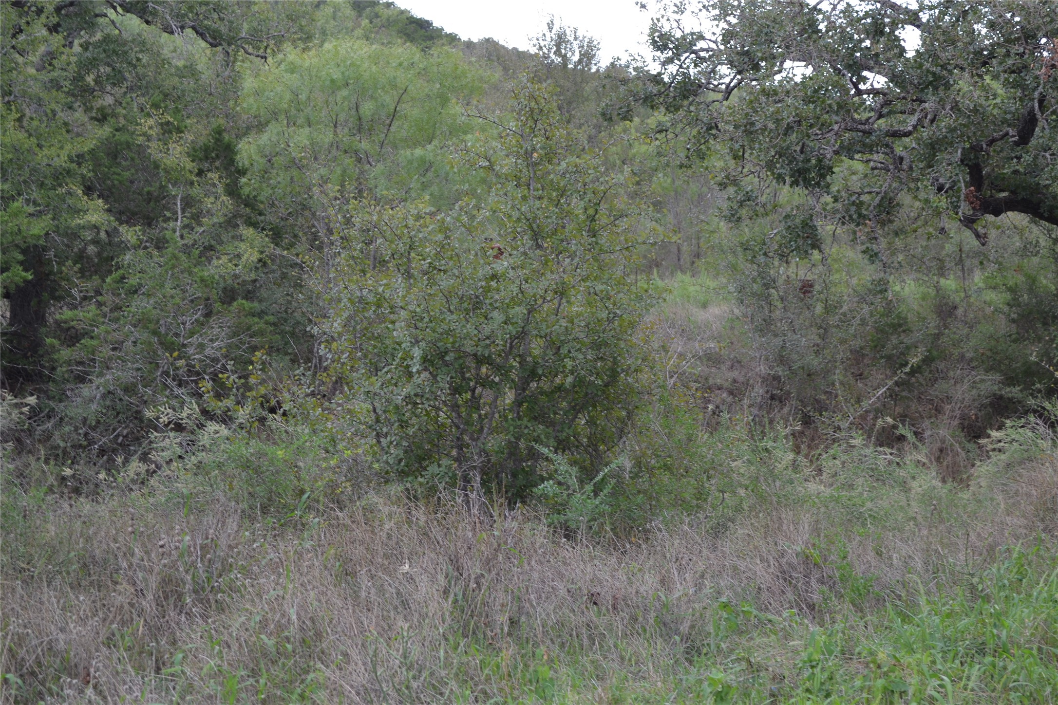 0 Ranch Road 2241 Tow, TX 78672 - Photo 24 of 33 A verdant landscape unfolds, showcasing abundant natural growth and mature trees.