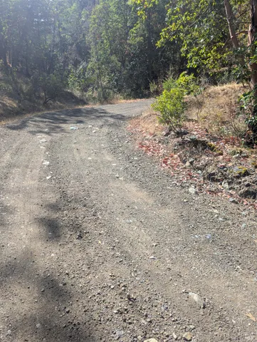a view of a yard with a tree